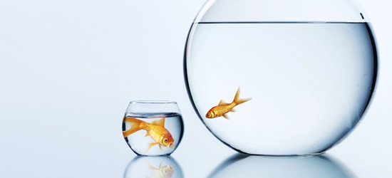 Big Fish, Little Pond.